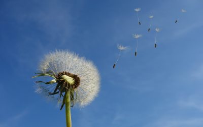 Rimedi naturali contro l’allergia