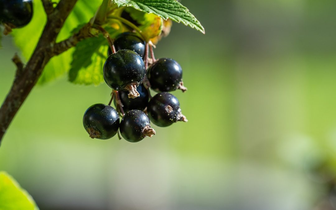 Ribes nigrum antistaminico: rimedio naturale per allergie stagionali