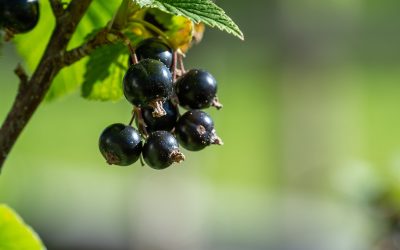 Ribes nigrum antistaminico: rimedio naturale per allergie stagionali